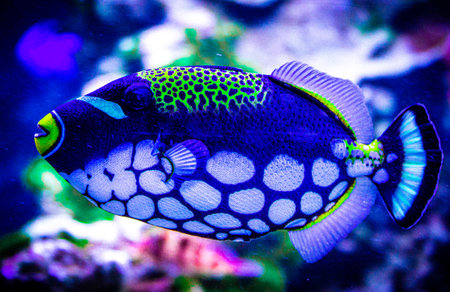 水族館の熱帯魚。火星　スノードーム　MARS DUST GLOBE マーズ ダストグローブ。美しいカラフルな熱帯魚。wee forest folk クリスマス。の写真素材・画像素材